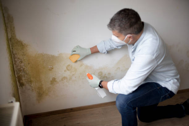 Best Post-Construction Mold Inspection  in Terrebonne, OR